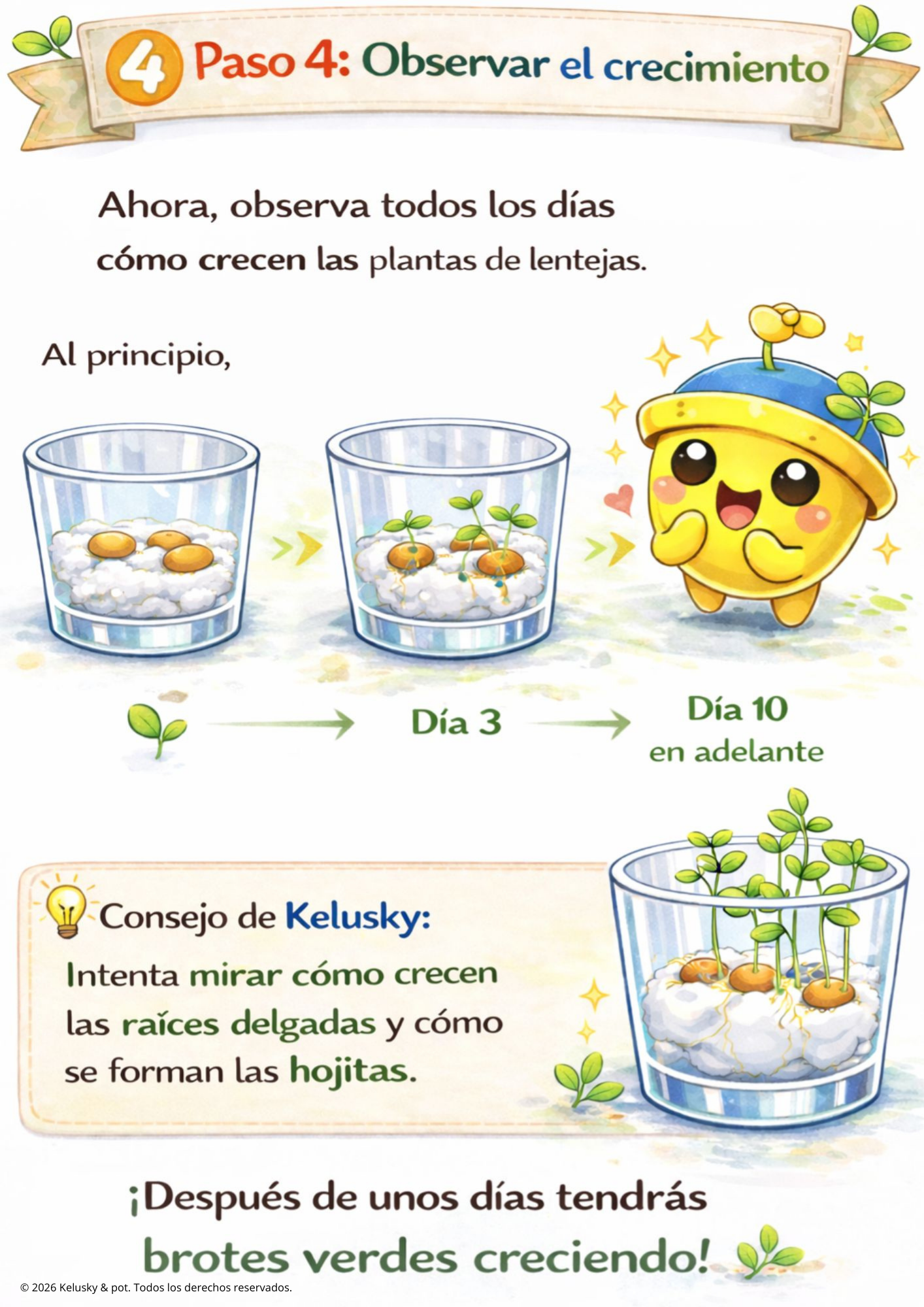 Guía educativa: Cultiva tu primera planta de lentejas 🌱 – Kelusky & Pot